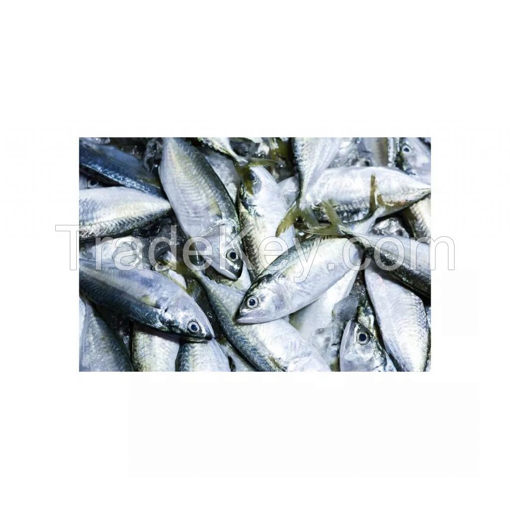 Frozen Ocean Horse Mackerel Fish Price with Pacific Mackerel Fish