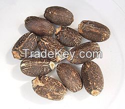 Manufacture Jatropha Seeds  For Sale