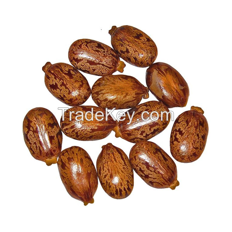 Castor Seeds Manufacture Castor Seeds For Sale