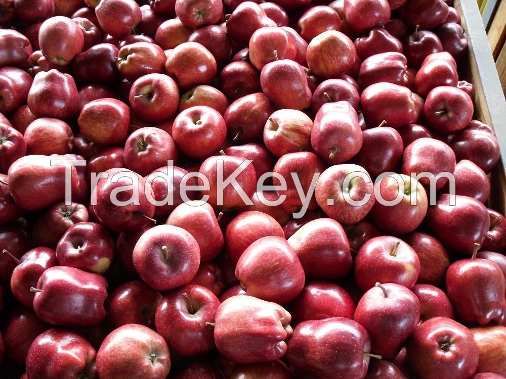Fresh Apples from the USA. (Royal Gala Apples, Red Delicious apples and More)