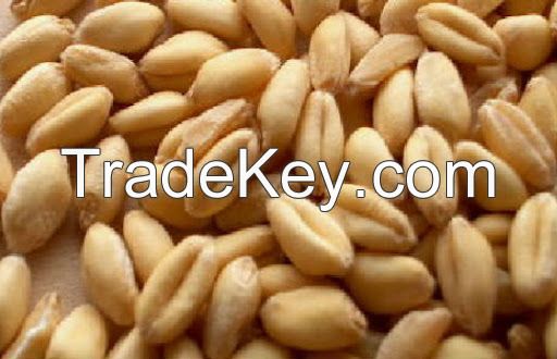 Soft Milling Wheat, NON-GMO (for making bread) - USA/Mexico Origin.