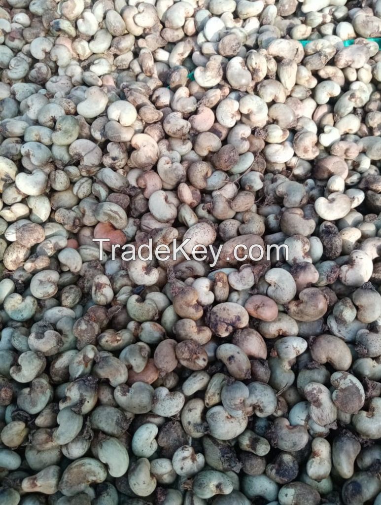 High Quality Raw Cashew nuts (in shell)