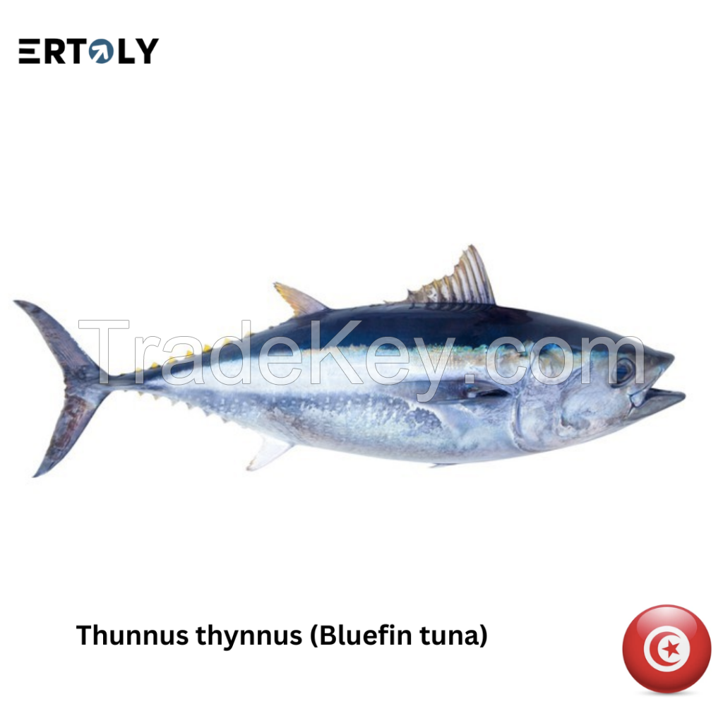 Bluefin Tuna (Thunnus Thynnus)
