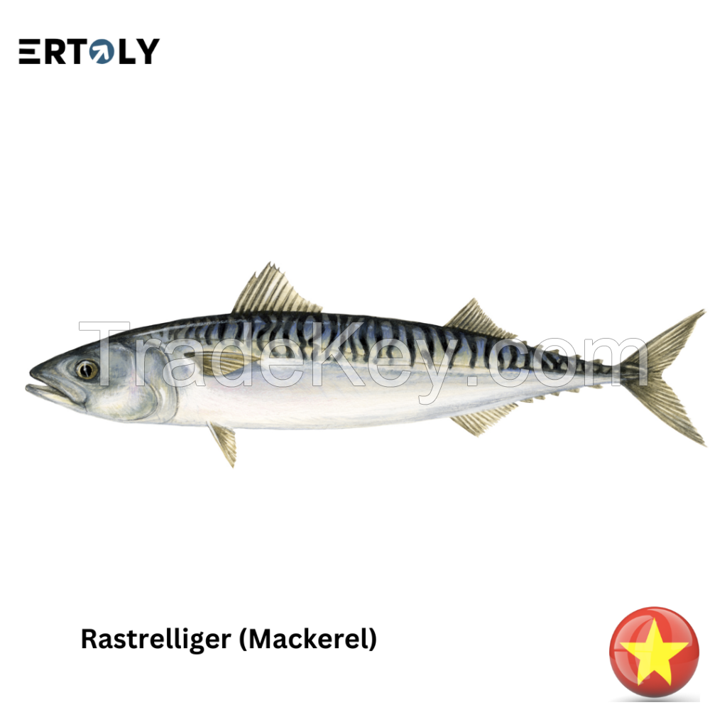 Mackerel (Rastrelliger)