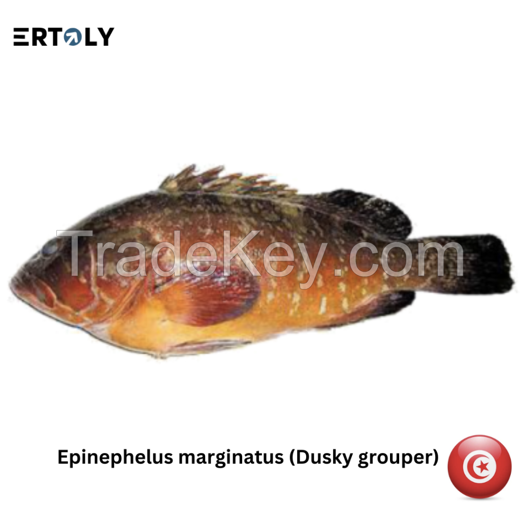 Grouper (dusky, white, mottled)