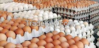 White and Brown Chicken Eggs, Fresh Table Eggs, Parrot eggs
