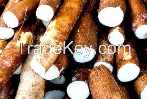 approvisionnement  en manioc