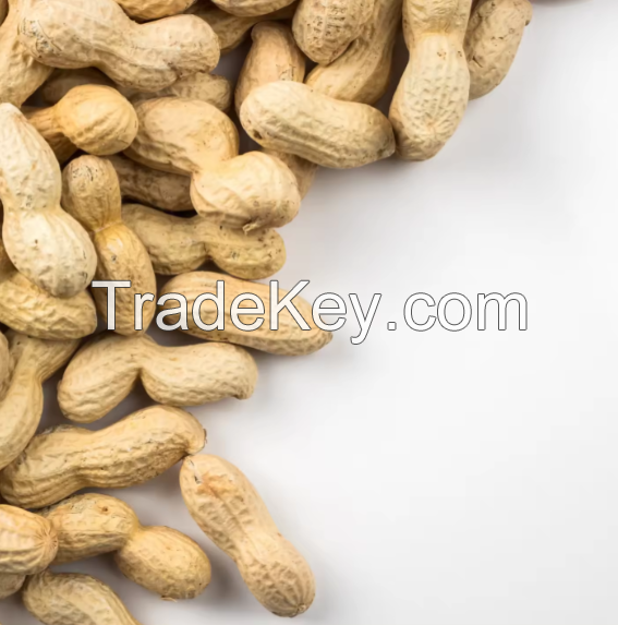 Peanut Fresh Peanuts Raw Peanuts In Shell and out of shell peanuts