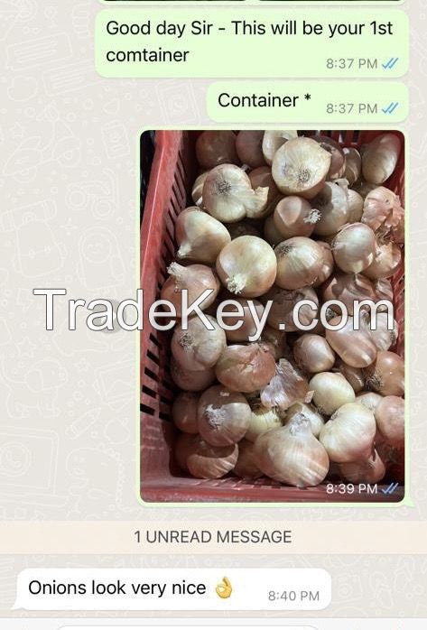 Egyptian fresh onion supplier