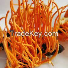 Selling plant extracts Cordyceps militaris extract/Cordyceps mycelium P.E Cordyceps militaris polysaccharide