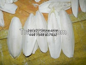 Cuttlefish Bone FOR SALE PREMIUM QUALITY 447549 837432