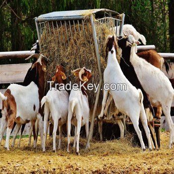 Pure Bred Boer Goats