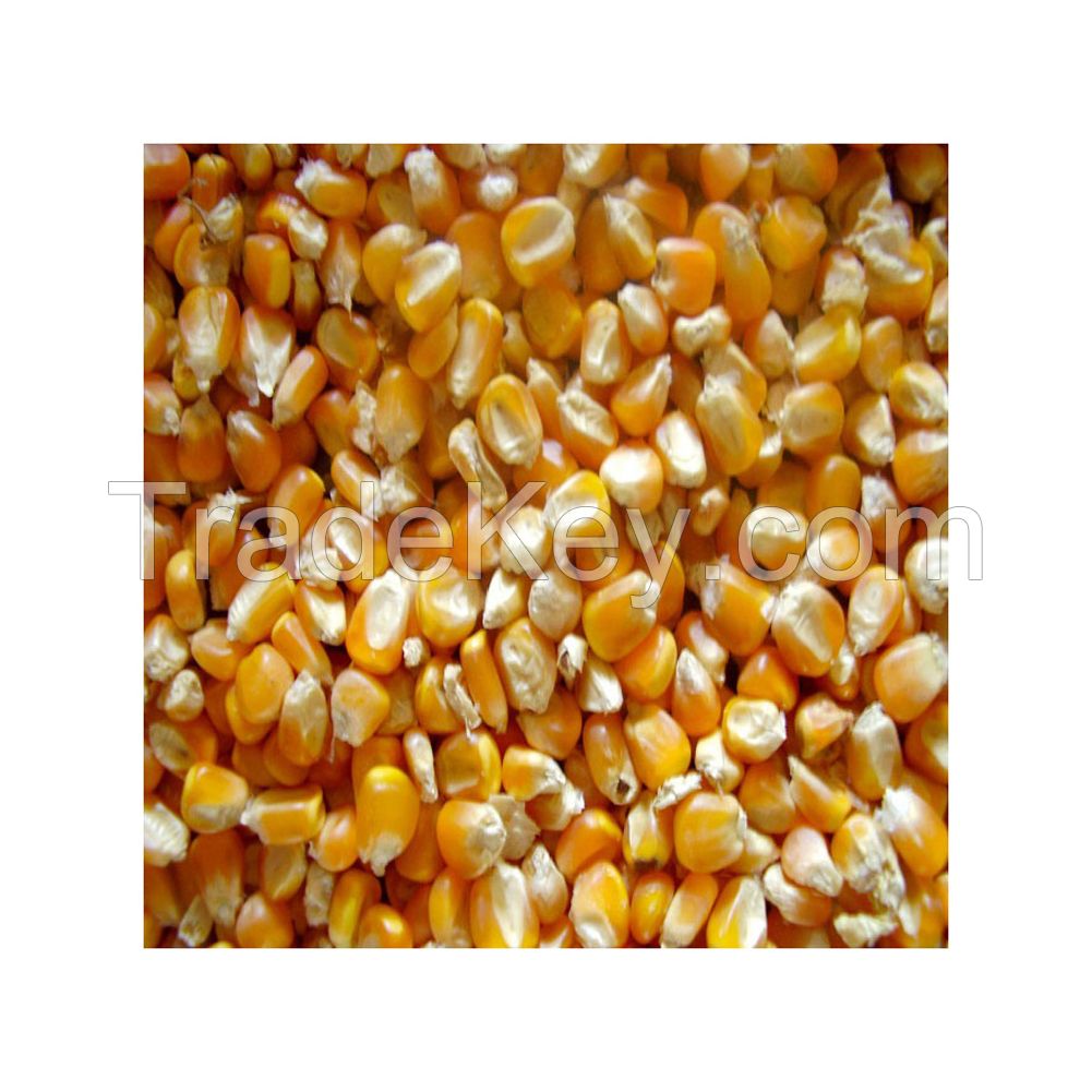 Pure natural Bags Organic Sweet Dry Baby Corn Yellow Maize Corn / Best Quality GRADE 1 Non GMO White and Yellow Corn