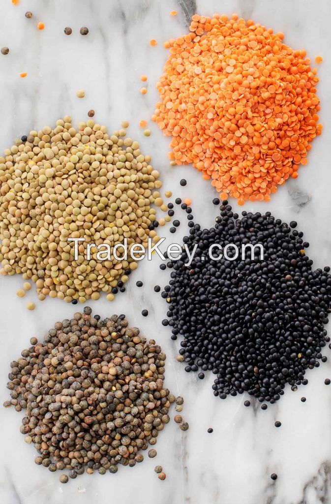 Best quality Red Lentils for food industry and cooking wholesale prices beans grains seeds for sale