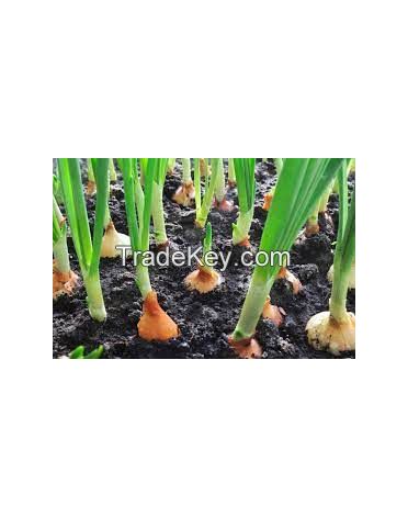 new crop of brand fresh red onions and yellow onion white price per ton in onion seeds exporter