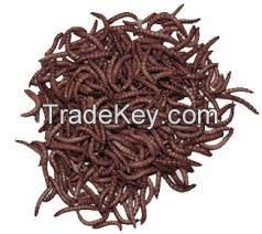 Dried Meal worm For Fish Natural Export Animal Feed High Protein Customized Packaging