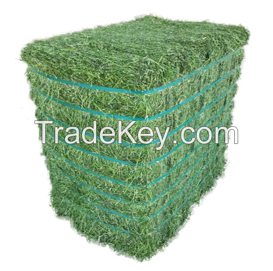 Premium Quality Dried Alfalfa Hay