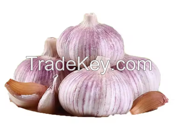 Natural Fresh White Garlic For Sale