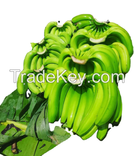 Fresh Green Cavendish Banana For Sale