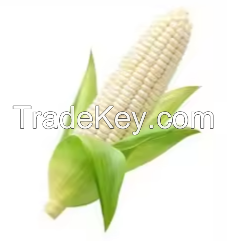 Dry White Corn with Competitive Price.