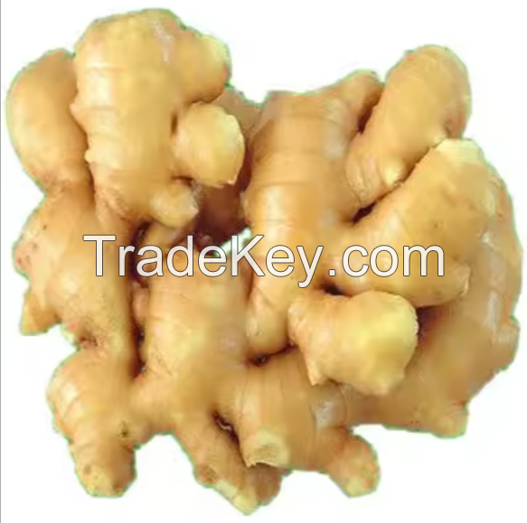 Wholesale Fresh Elephant Ginger From Netherland