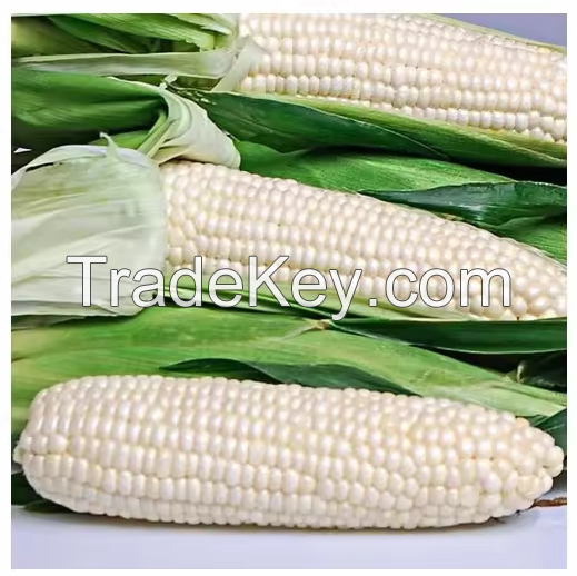 Fresh Corn / White Corns For Animal Feed