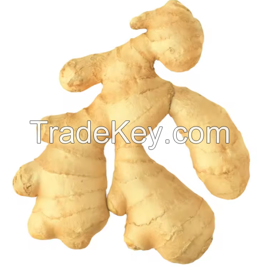 FRESH GINGER WITH TOP FOOD GRADE AVAILABLE FOR EXPORT AT CHEAP PRICES