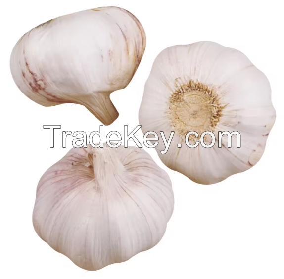 100% Pure Fresh Garlic From Netherland Supplier