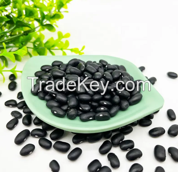 High Organic Black Kidney Beans For Exports