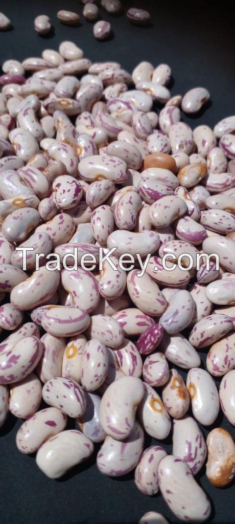 LONG GRAAIN WHITE RICE , WHEAT GRAIN , SOYABEANS, BEANS, PEAS, PULSES, SUNFLOWER