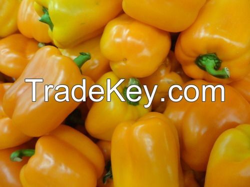 Fresh Yellow Capsicum