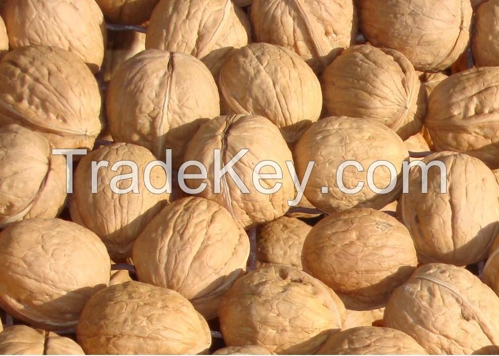 walnut in shell