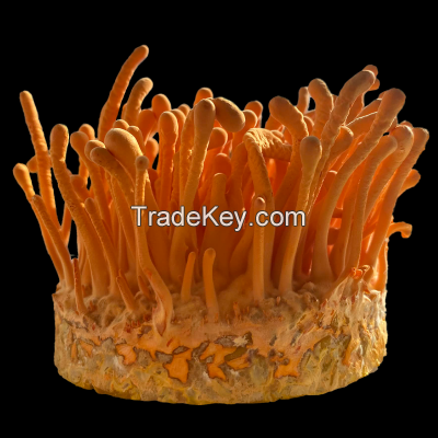 Cordyceps Mushroom Powder and extracts