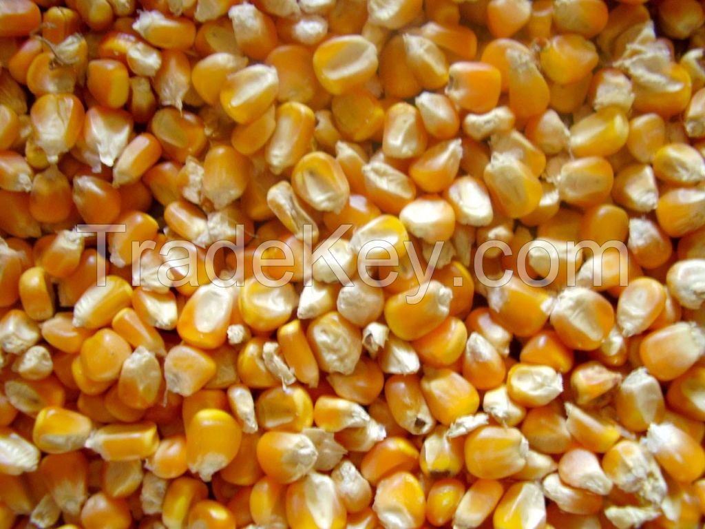 Quality White and Yellow Corn/Maize For Human Consumption