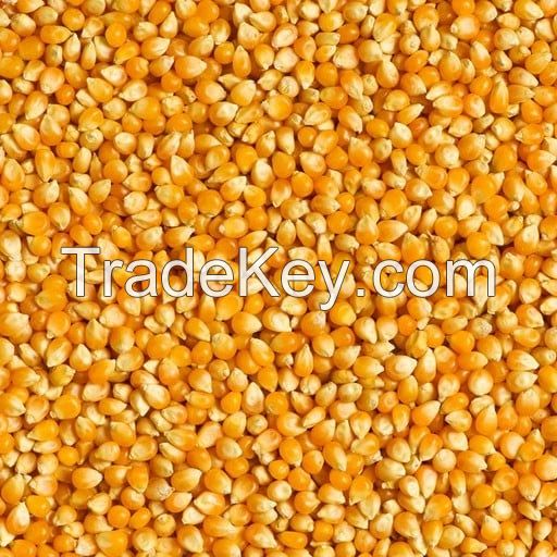 Yellow maize animal feeds