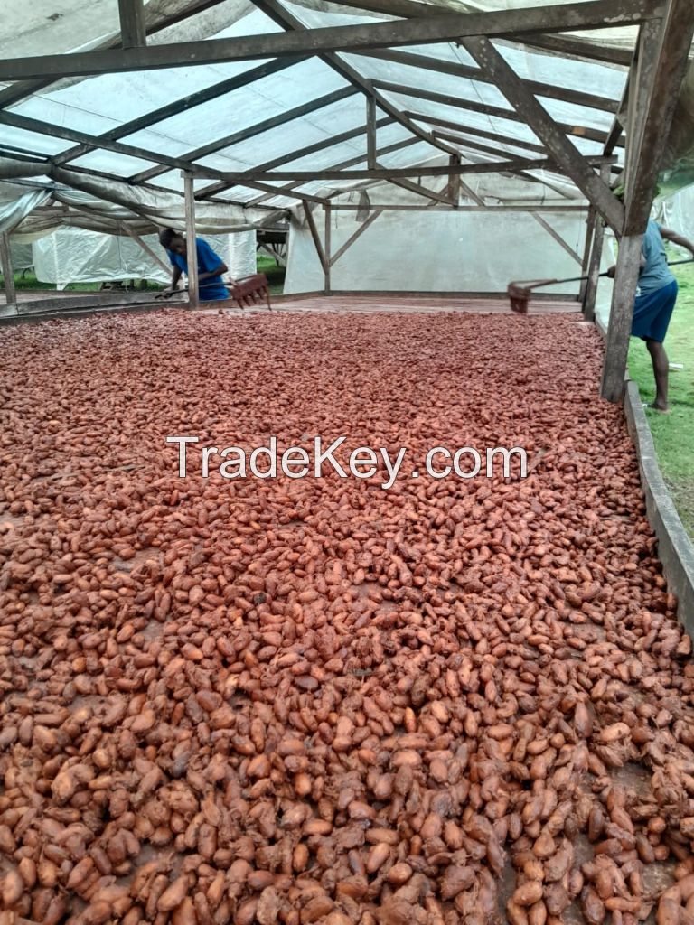 Natural Dry Cocoa Beans