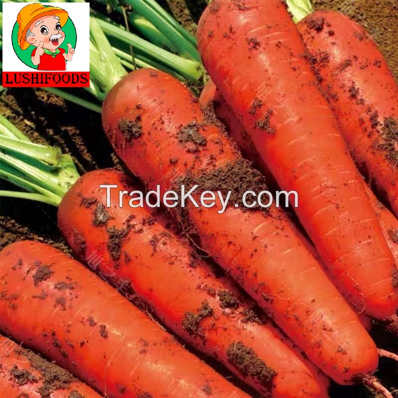 export fresh carrot/dry carrot/Chinese carrot