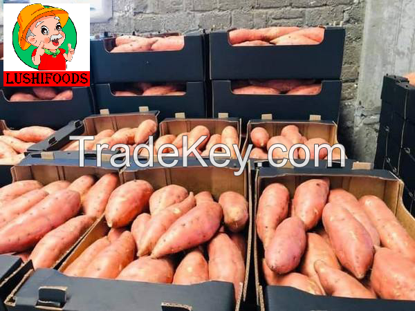 export fresh potato/sweet potato/Chinese potato