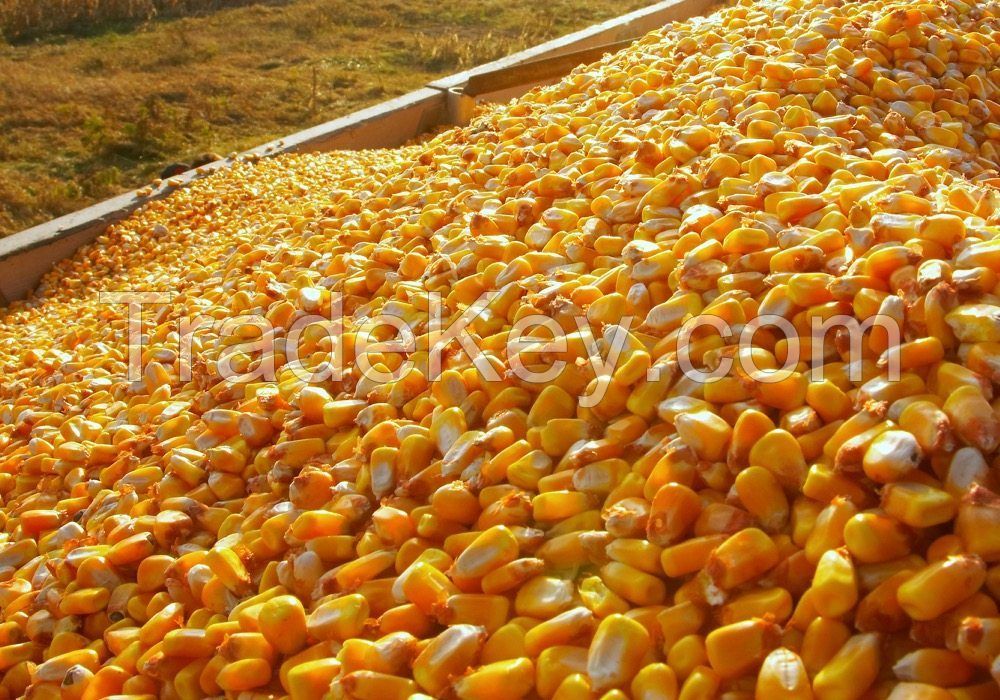 Brazilian Corn