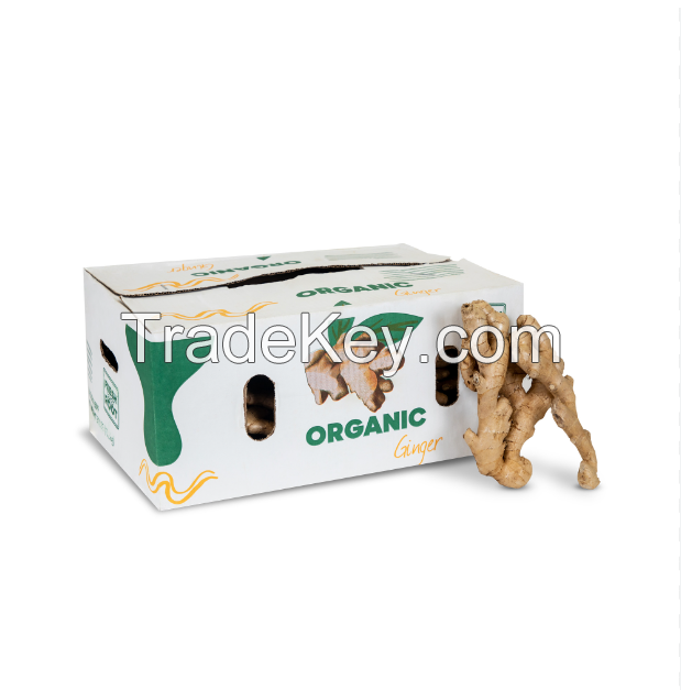 Buy Wholesale Fresh Ginger Dried Ginger Cheap Price 2024 Customized Packaging Fast Delivery Best Price In Stock Sale