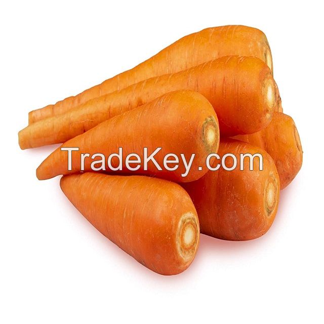 Fresh Vegetables Supplier Fresh Carrots In Stock Best Price Buy Now Fast Delivery Wholesale Available for Sale