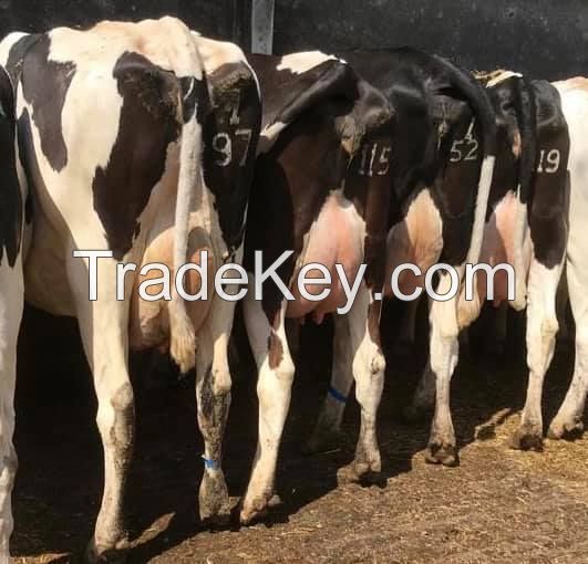 Pregnant Holstein Heifers Dairy Cows