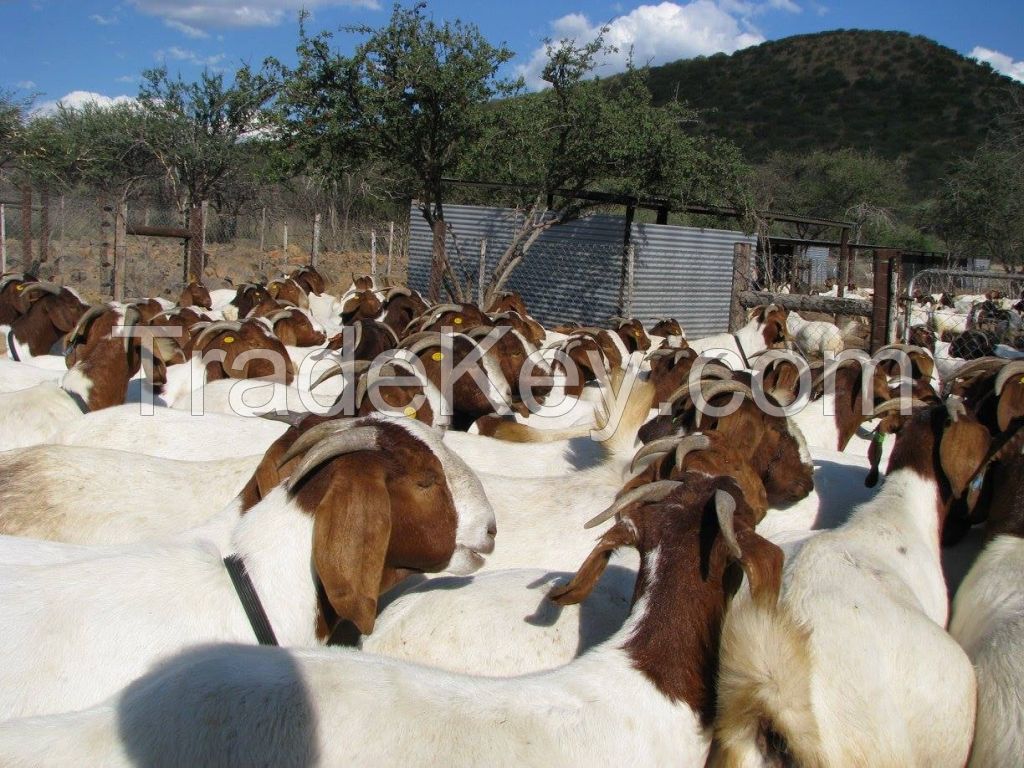 FULL BLOOD BOER GOATS