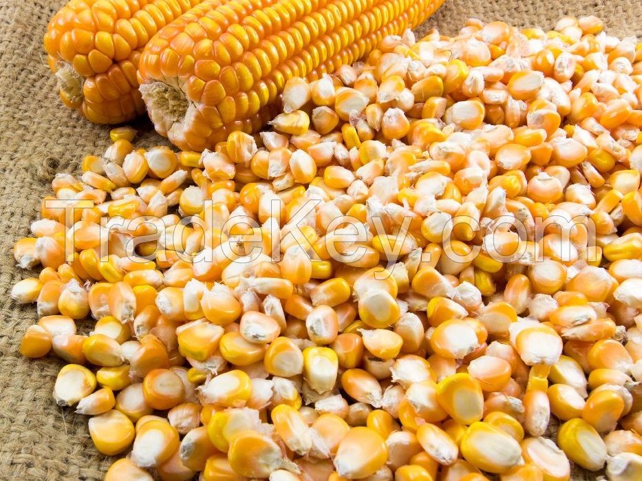 YELLOW MAIZE / YELLOW CORN FOR ANIMAL FEED