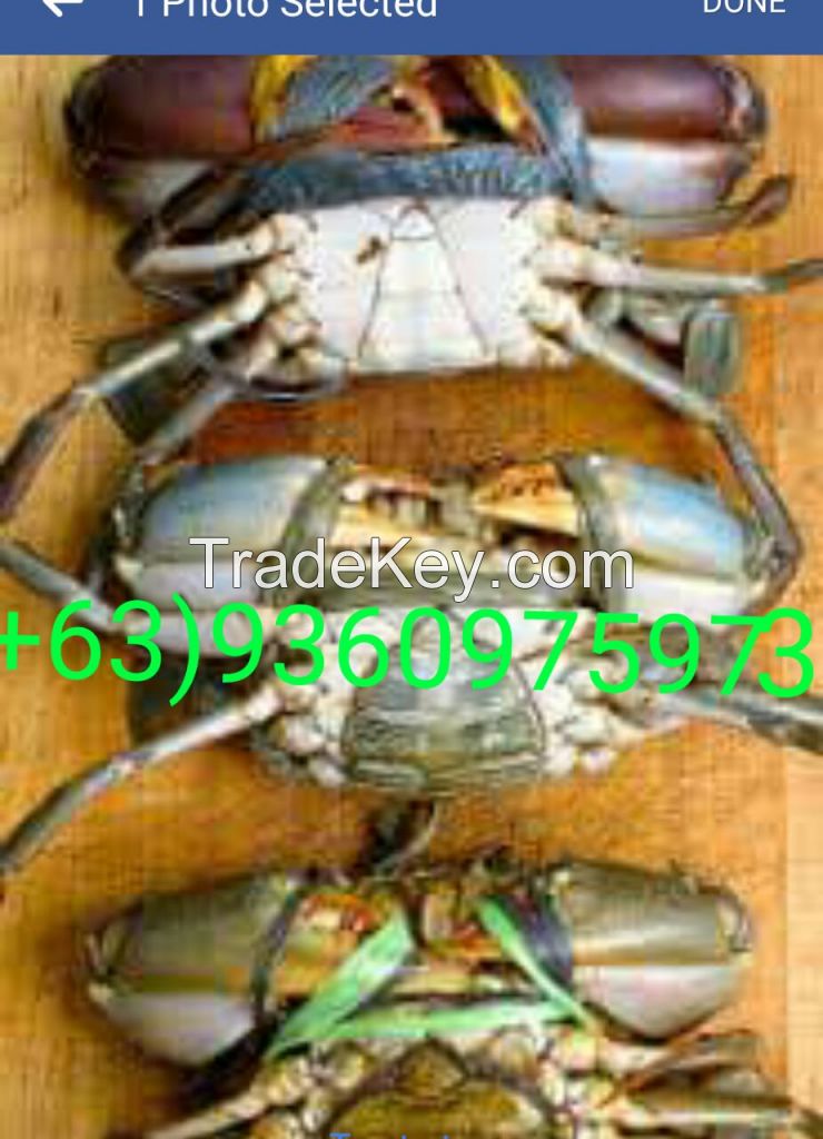 live mud crabs of The Philippines origin