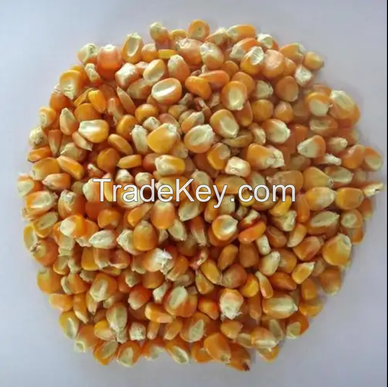 Sell yellow corn/ corn maize for animal feed