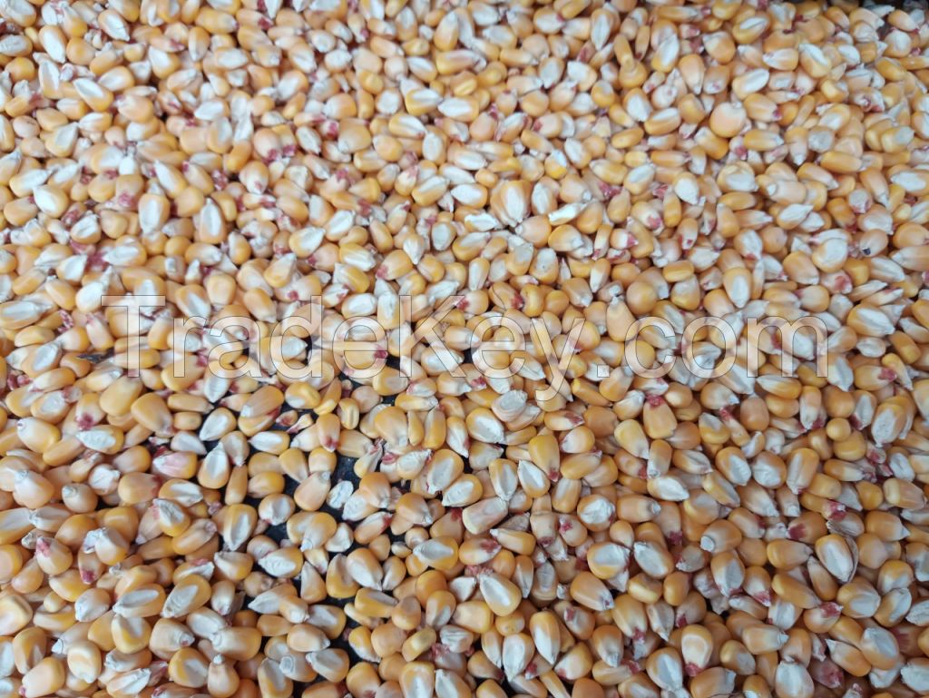 wheat bran/ yellow corn for animal feed