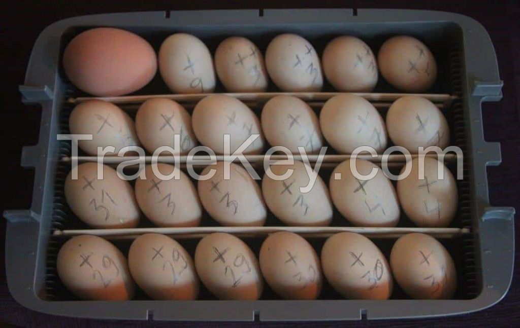 Fertile eggs for sale