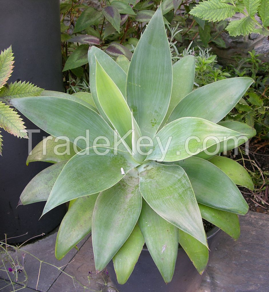 Agave attenuata Plants for Export