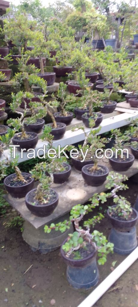 Wholesale Pre-Bonsai Materials plants